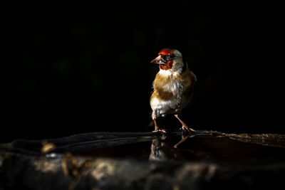 Close-up of bird perching on wood