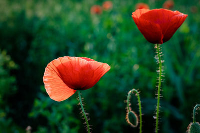 Close-up of red poppy growing on field