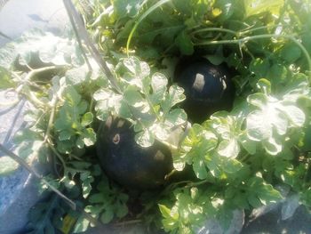 High angle view of fruits in water