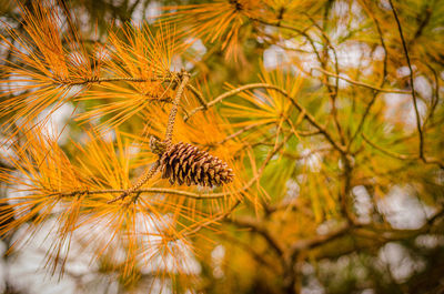 Pine tree needles showcase their fall colors.