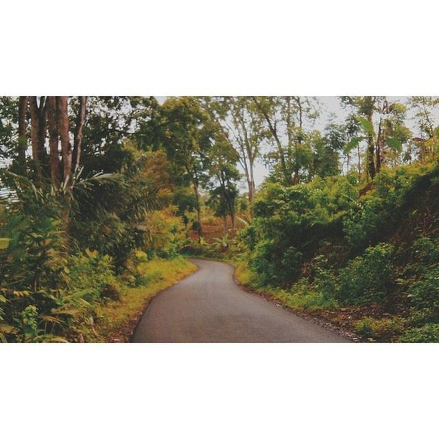 the way forward, tree, diminishing perspective, transfer print, transportation, vanishing point, road, tranquility, auto post production filter, forest, nature, growth, tranquil scene, beauty in nature, sky, country road, scenics, day, no people, outdoors