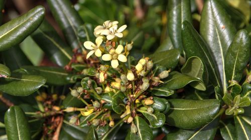 Close-up of fresh green leaves