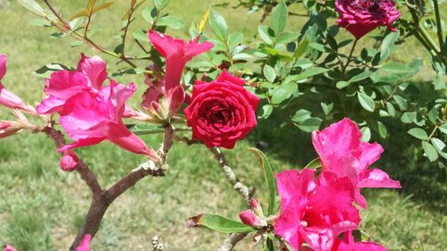 Close-up of pink flowers