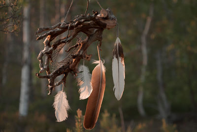 Handmade dream catcher made of driftwood and feathers in a forest environment