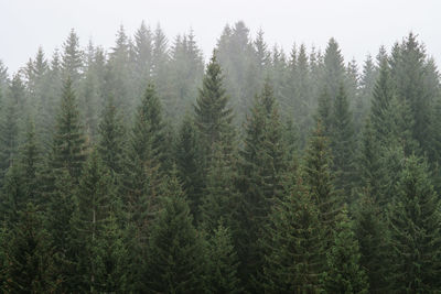 Pine trees in forest in fog