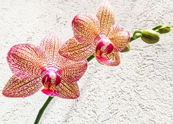 Close-up of pink orchid flowers