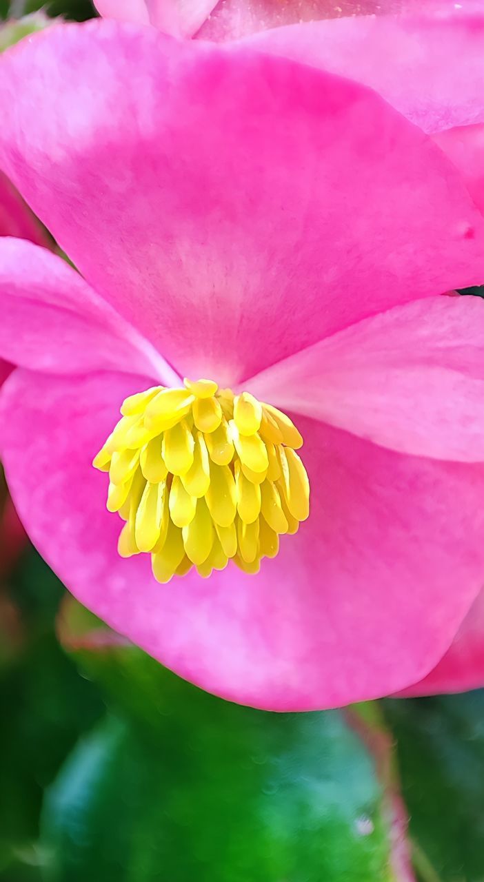 CLOSE-UP OF PINK LOTUS WATER LILY IN PURPLE FLOWER