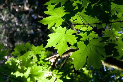 Close-up of leaves