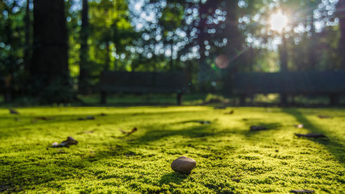 Surface level of ball on field against trees