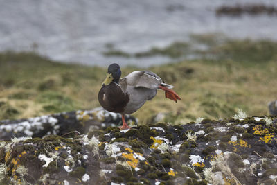 Bird perching on rock