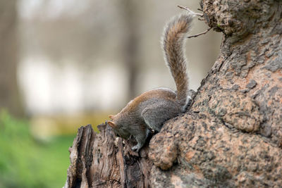 Close-up of squirrel on tree trunk