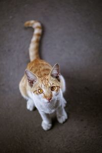 High angle view portrait of tabby cat on floor