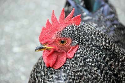 Close-up of a bird