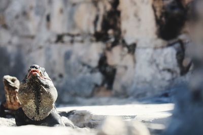 Close-up of an iguana. 