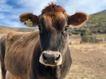 Portrait of cow on field