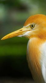 Close-up of a bird