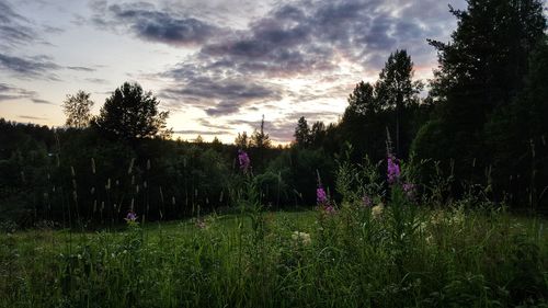 Plants and trees on field against sky at sunset