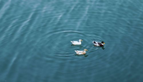 High angle view of ducks swimming in lake