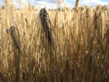 Close-up of stalks in field