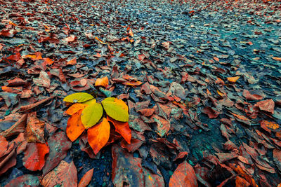 High angle view of autumn leaves