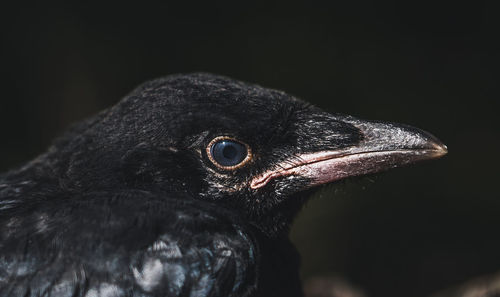 Close-up of bird