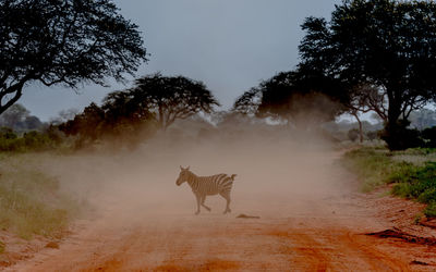 View of a horse on the road