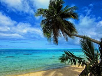 Palm trees on beach against blue sky