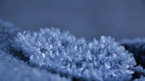 Close-up of frozen flowers during winter