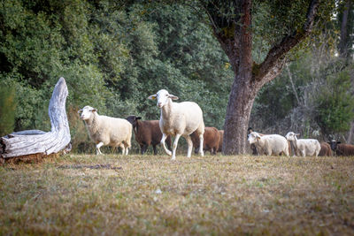 Horses grazing in a field