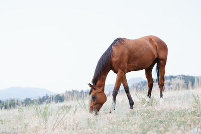 Throughbred horse standing in field with mountains