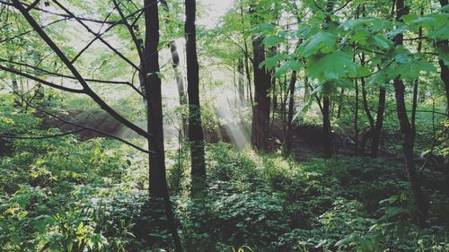 Trees in forest