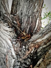 Close-up of insect on tree trunk