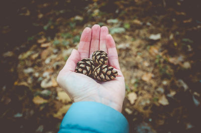 Cropped hand holding pine cones in forest
