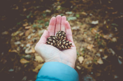 Close-up of hand holding leaf