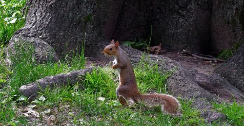 Squirrel on tree trunk