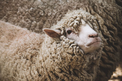 Close-up of sheep