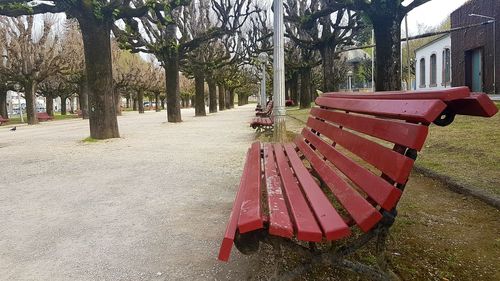 Red trees in park