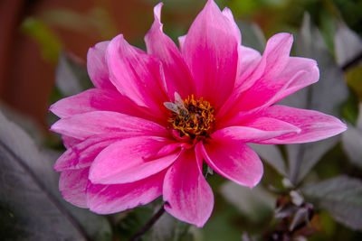 Close-up of pink flower