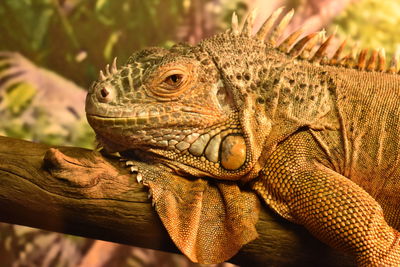 Close-up of a lizard