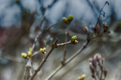Close-up of buds on twigs