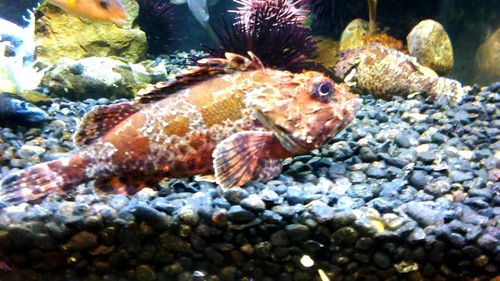 Close-up of fish underwater