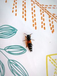 High angle view of insect on table