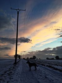 Silhouette of dog on land against sky during sunset