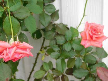 Close-up of pink rose roses