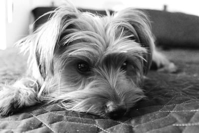 Close-up portrait of dog