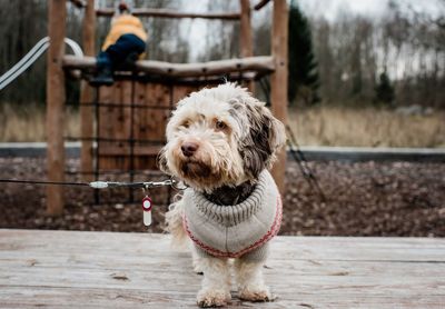 Portrait of dog standing on wood