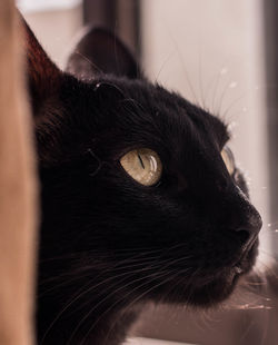Close-up of black cat