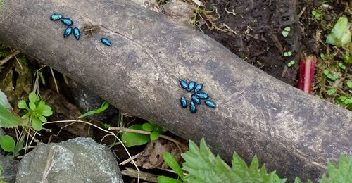 High angle view of butterfly on ground