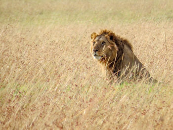 Male lion in tall grass, sitting and watching.