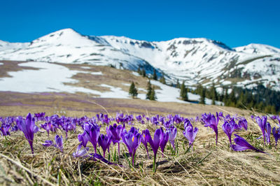 Blooms of early spring